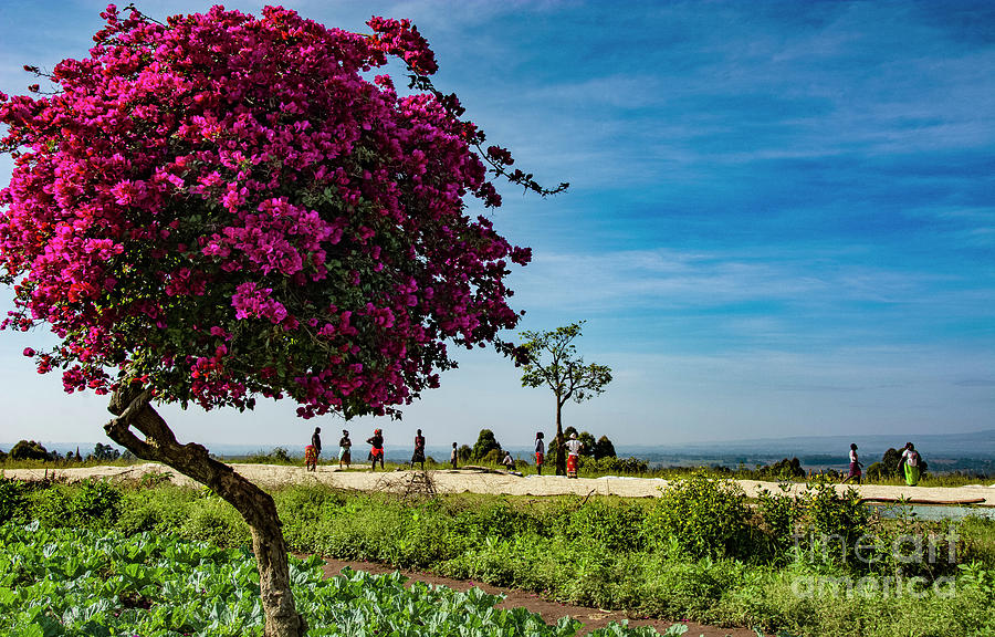 Bougainvillea Bloom Photograph by Morris Keyonzo