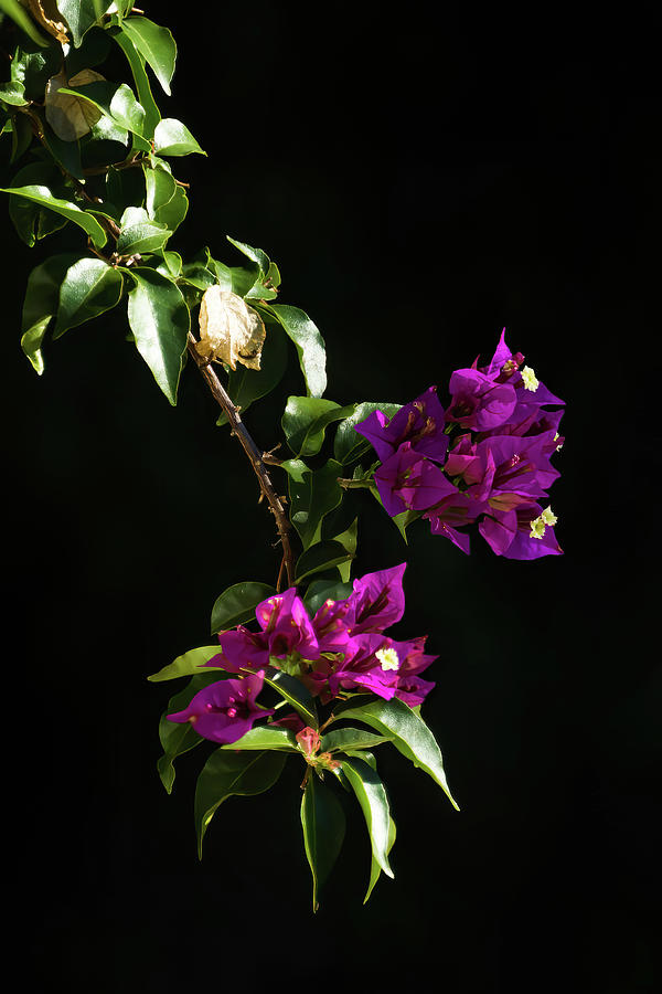 Bougainvillea branch with purple flowers on a natural black background Photograph by Jean-Luc Farges