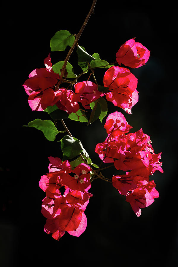 Bougainvillea branch with red flowers on a natural black backgro Photograph by Jean-Luc Farges