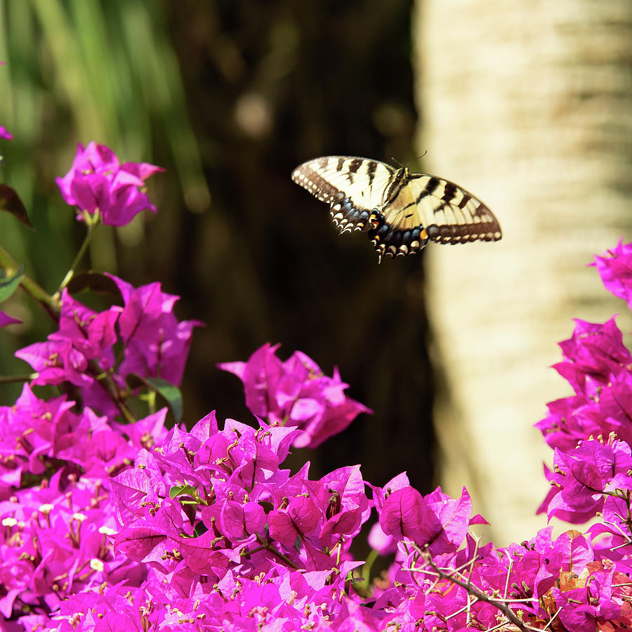 Bougainvillea Butterfly Photograph by Valerie Cason