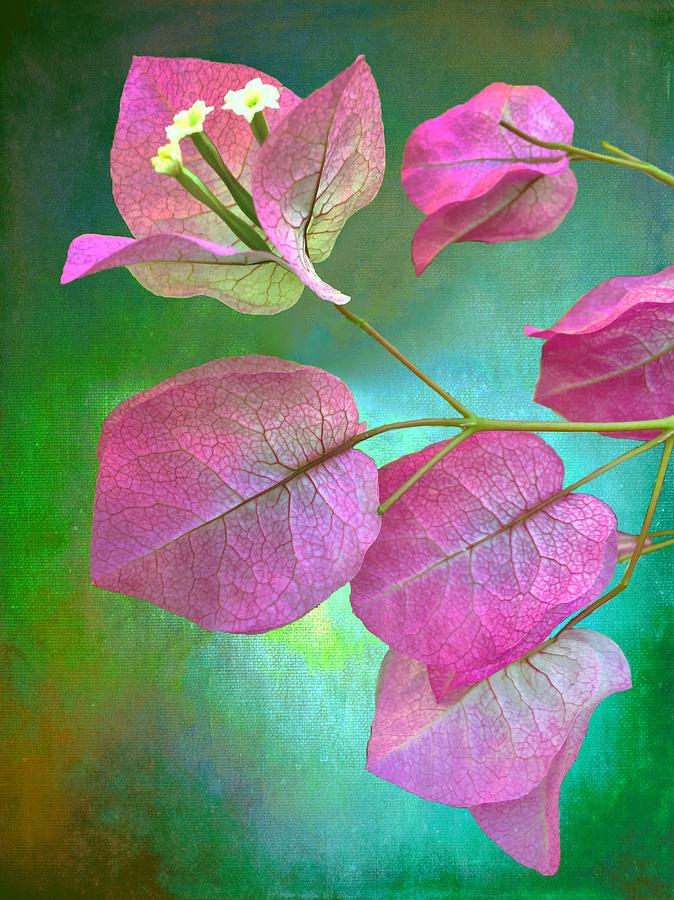 Bougainvillea Photograph by Christina Ford