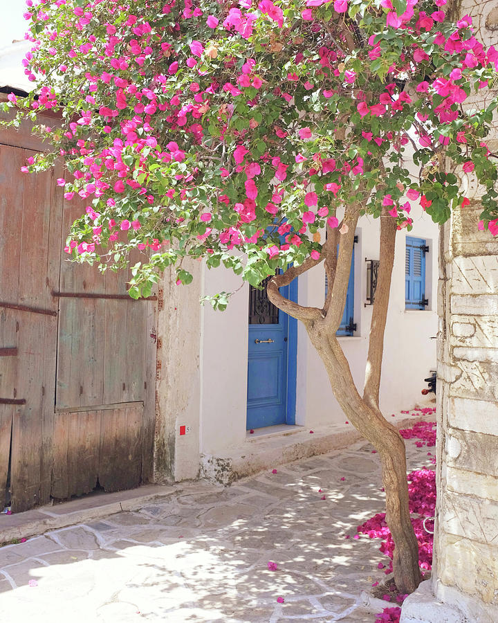 Bougainvillea Corner Photograph by Lupen Grainne Bougainvillea Corner Photograph by Lupen Grainne