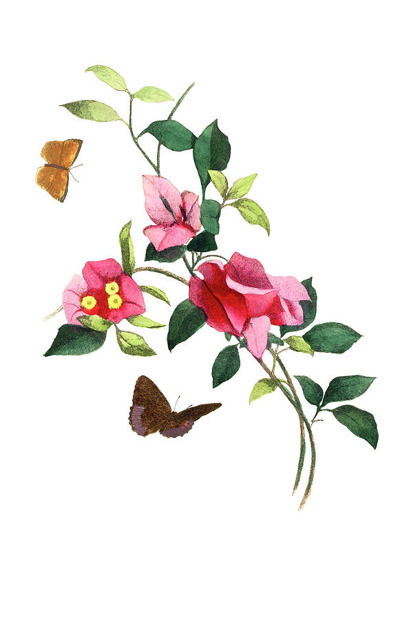 Bougainvillea flower Drawing by The Luxury Art Collection Bougainvillea flower Drawing by The Luxury Art Collection