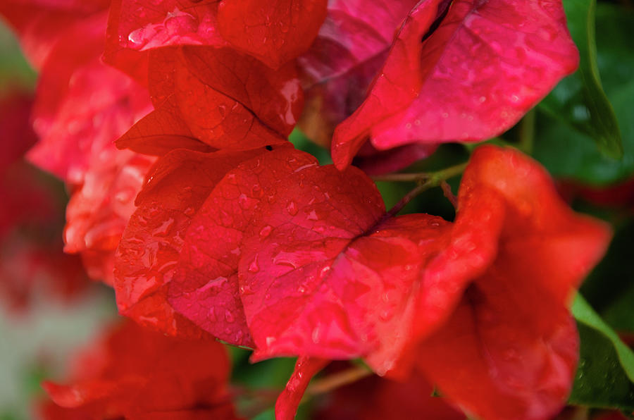 Bougainvillea flowers after rain Photograph by Angelo DeVal
