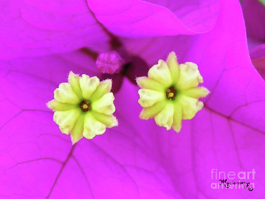 Bougainvillea Flowers Photograph by Mariarosa Rockefeller