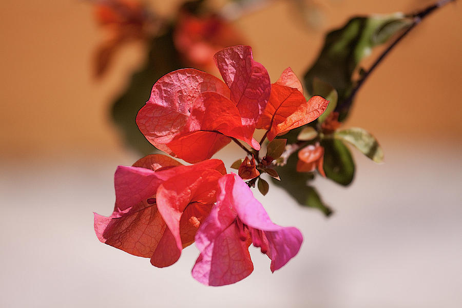 Bougainvillea flowers, Mexico Photograph by Tatiana Travelways