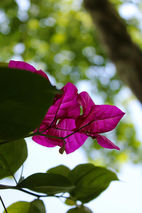 Bougainvillea From Below Photograph by W Craig Photography