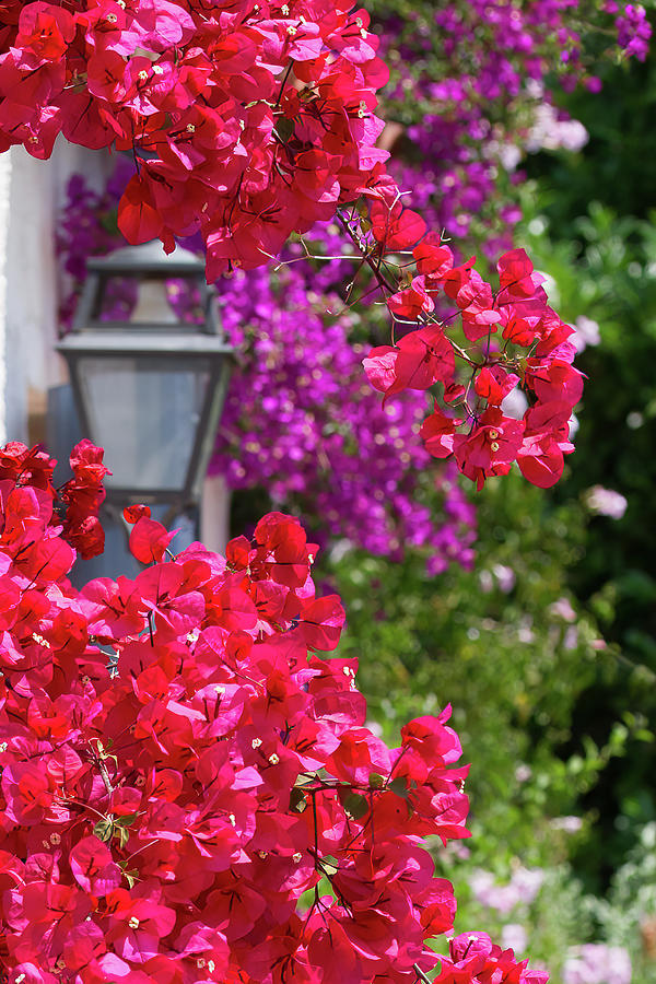 Bougainvillea in bloom and lantern Photograph by Jean-Luc Farges