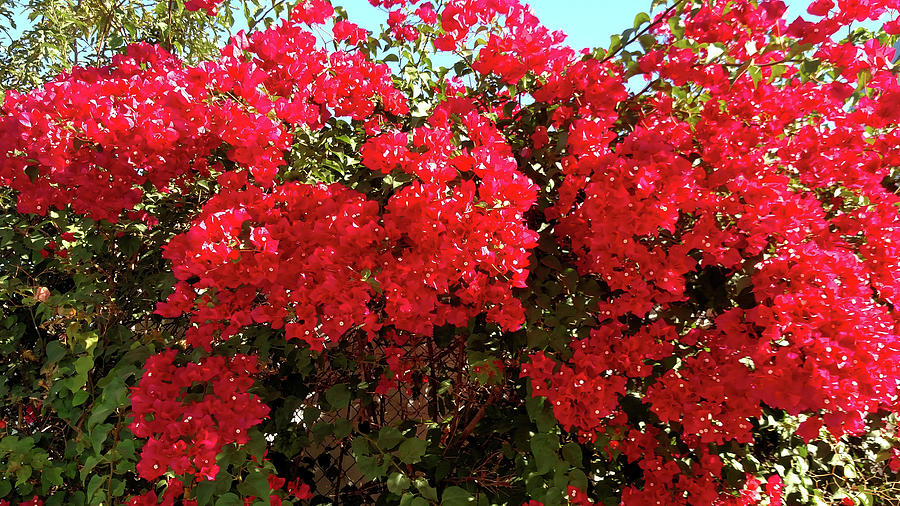 Bougainvillea in Redlands California Photograph by Robert Ford - Fine ...