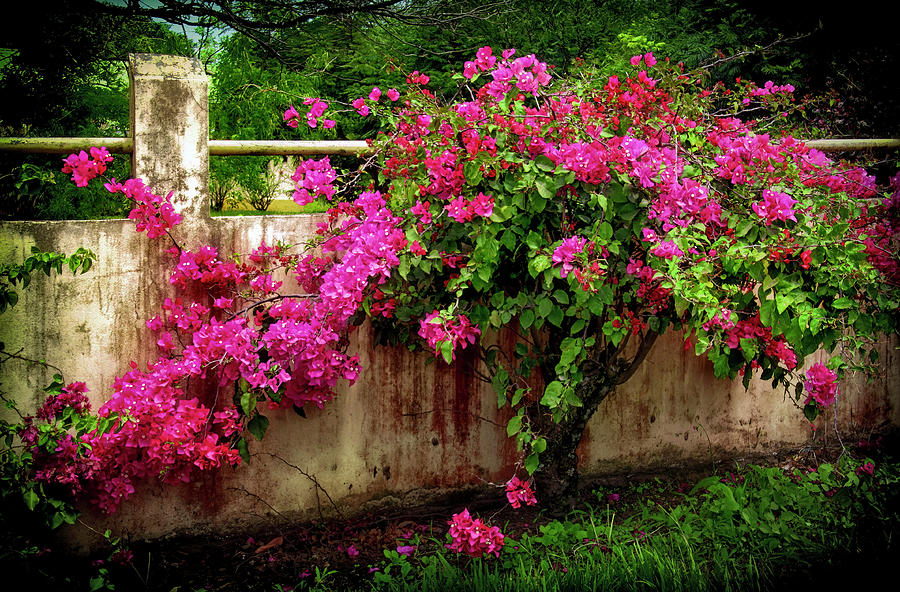Bougainvillea in the Costa Rican Countryside Photograph by Carolyn Derstine