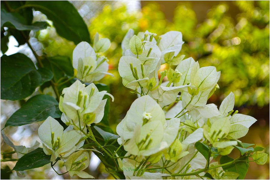 Bougainvillea in White Photograph by Sonali Gangane - Fine Art America