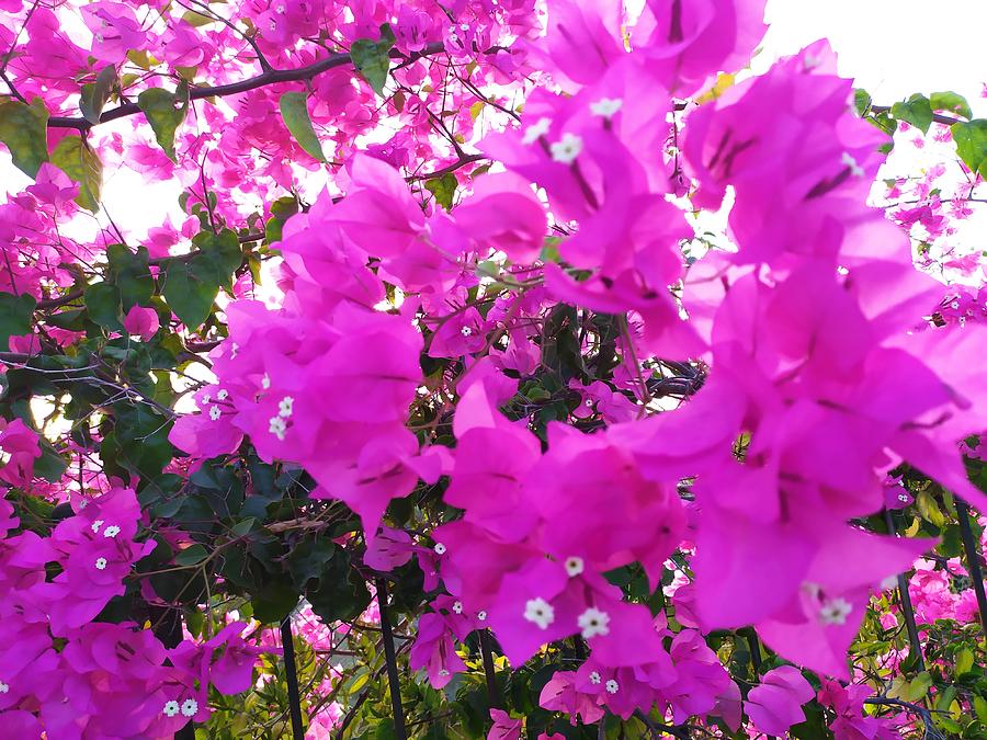 Bougainvillea Near My House Photograph by Esther Newman-Cohen