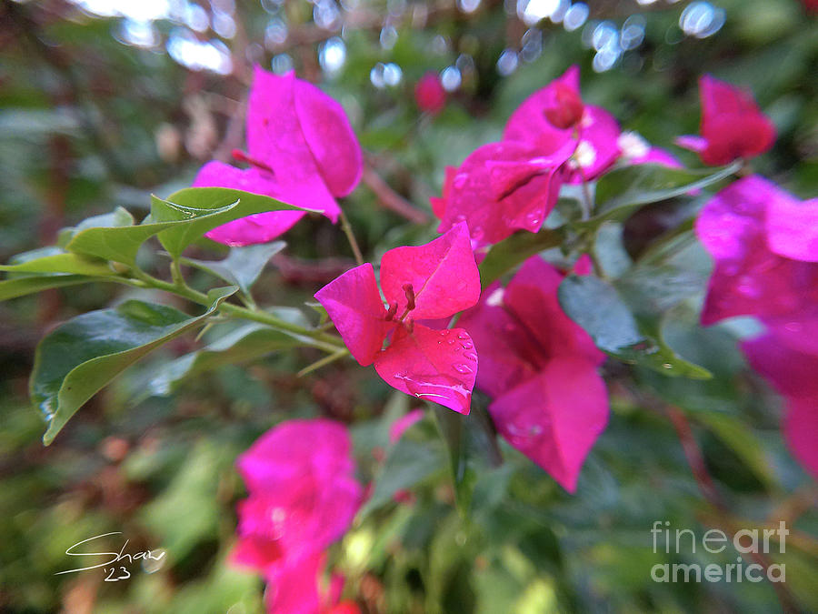 Bougainvillea Near Sunset Photograph by Rohvannyn Shaw