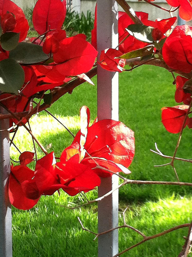 Bougainvillea on the Fence Photograph by Juliette Becker