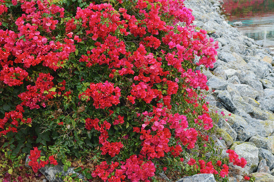 Bougainvillea Over the Rocks Photograph by Gaby Ethington