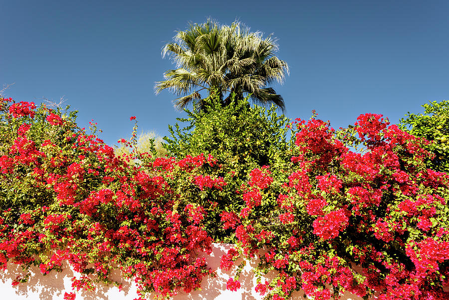 Bougainvillea Palm Springs California 0406 Photograph by Amyn Nasser