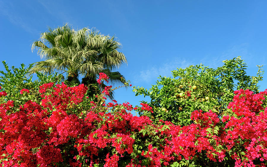 Bougainvillea Palm Springs California 0440-100 Photograph by Amyn Nasser