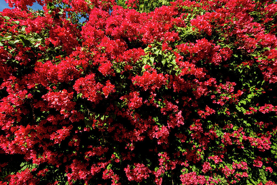 Bougainvillea Palm Springs California 0453 Photograph by Amyn Nasser