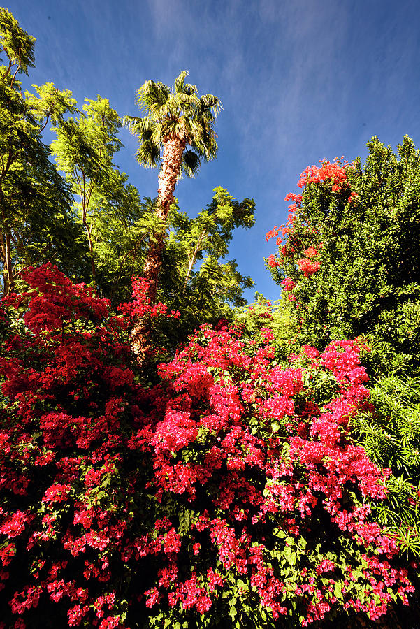 Bougainvillea Palm Springs California 0454 Photograph by Amyn Nasser