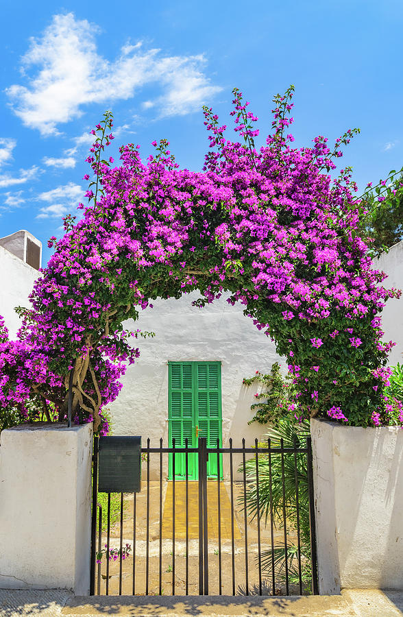 Bougainvillea plant arch at entrance of mediterranean house Photograph