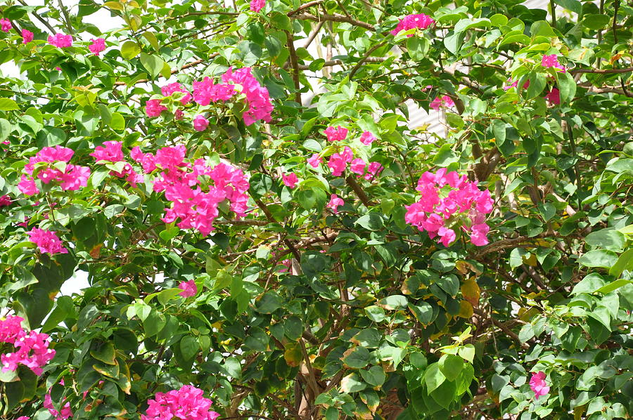 Bougainvillea Rosa Photograph by Herb Lewis - Fine Art America