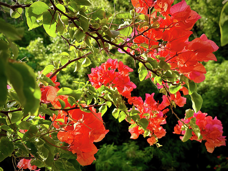 Bougainvillea Photograph by Thomas Schneider - Fine Art America