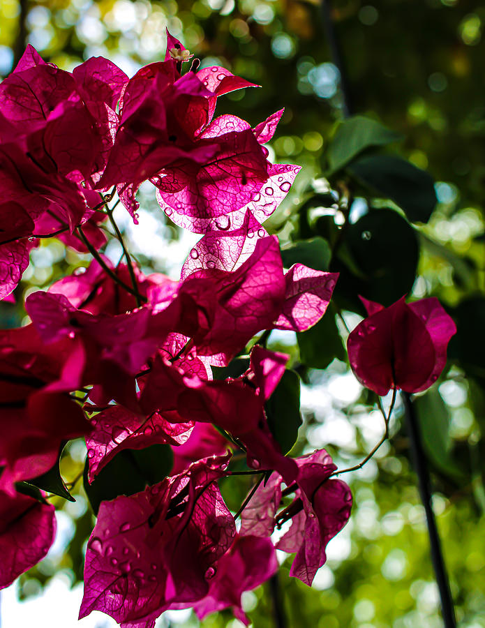 Bougainvillea Waterdrops Photograph by W Craig Photography