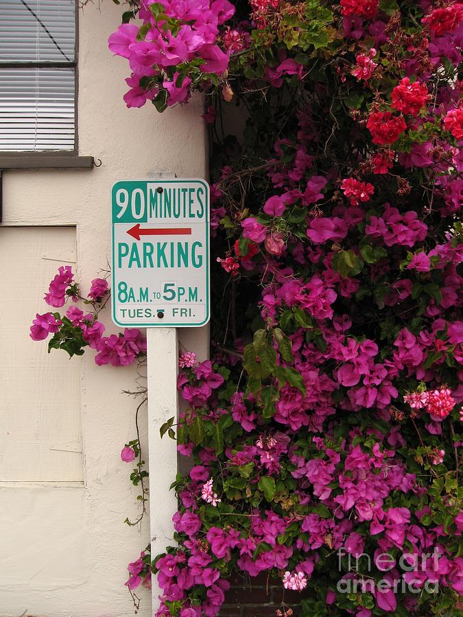 Bougainvillea With Free Parking Photograph by James B Toy