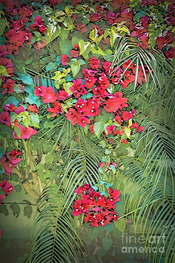 Bougainvillea with Palm Fronds-2 Photograph by Roslyn Wilkins