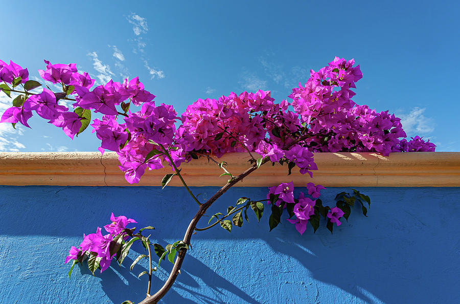 Bougainvilleas to Cheer the Heart Mexico Photograph by Tommy Farnsworth