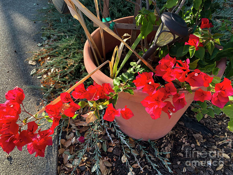 Bouganvilla by Leslie Hunziker Bouganvilla by Leslie Hunziker