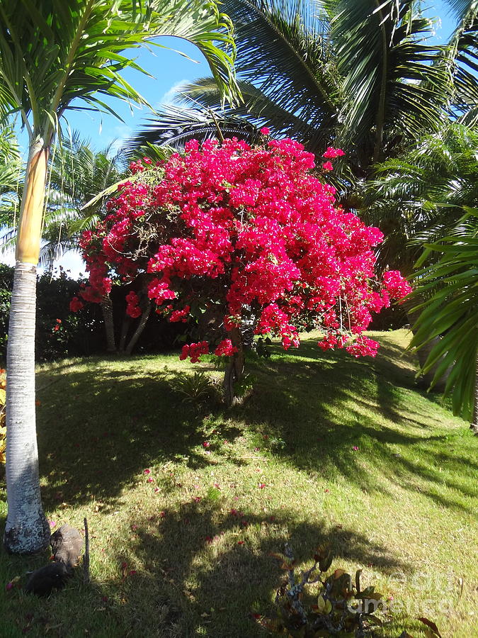 Bougainvillea Tree Painting by Jenny Lee