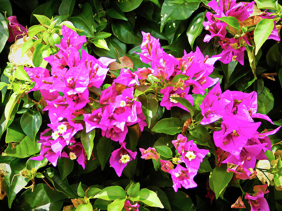 Bouginvillea Photograph by Jerry O'Rourke - Fine Art America