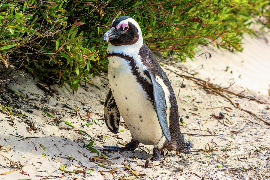 Boulders Beach African Penguin Photograph by Douglas Wielfaert