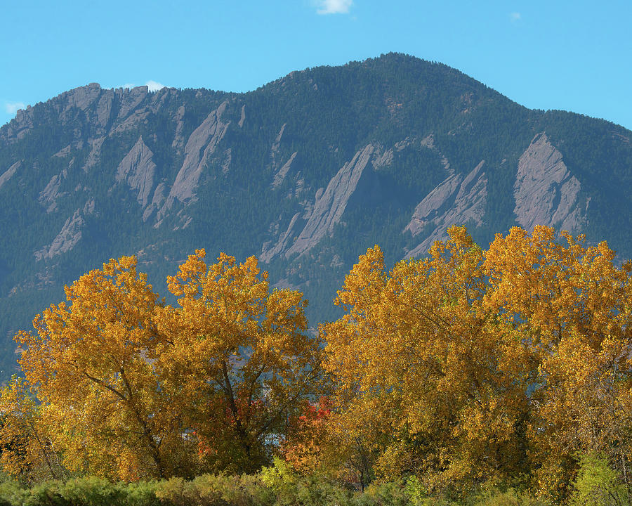 Boulder Flatirons and Mighty Cottonwood Trees Photograph by James BO Insogna