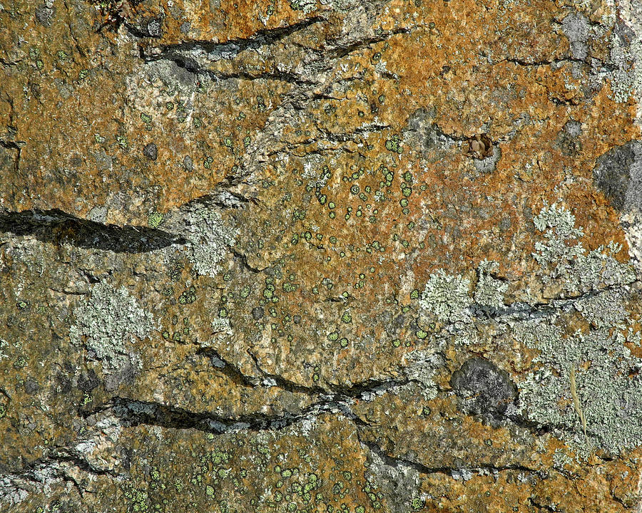 Boulder With Lichen At Witch Pond Photograph