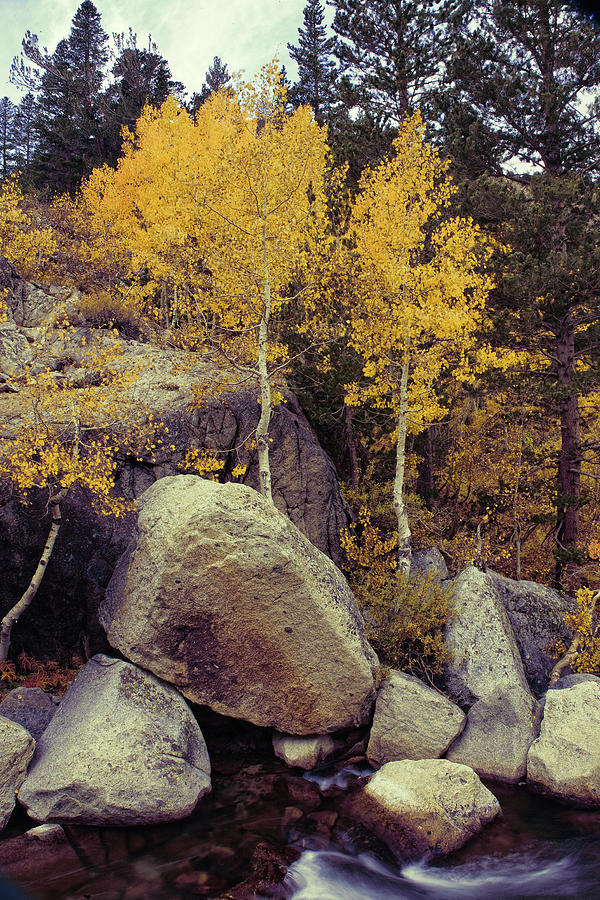 Boulders and Aspens - Sierra Autumn Photograph by Ram Vasudev