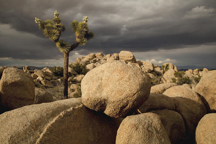 Boulders and single Joshua Tree (with blossoms gone to seed) in the sunlight; dramatic dark sky beyond Photograph by Timothy Hearsum