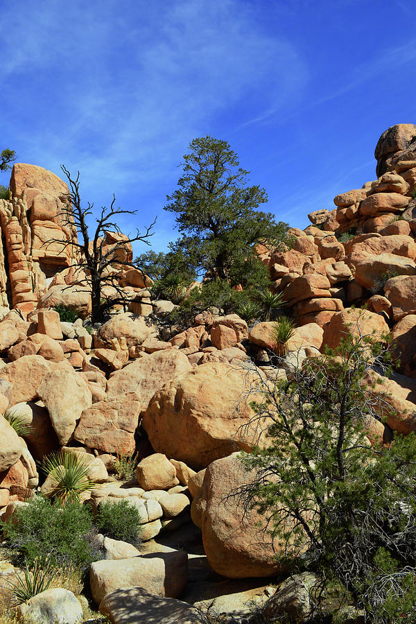 Boulders And Trees - Joshua Tree National Park Photograph