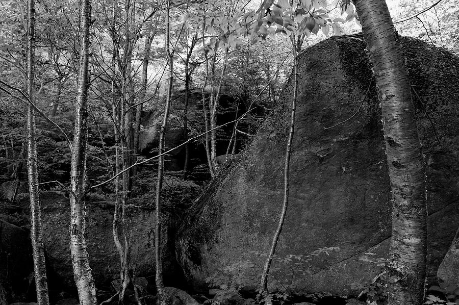 Boulders And Yellow Birch Photograph by Bob Grabowski