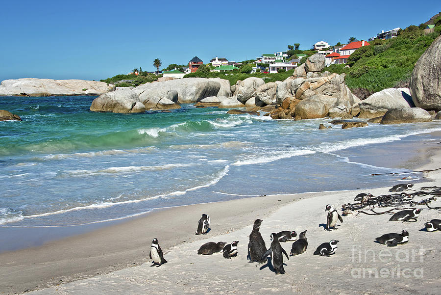 Penguin colony, Boulders National Park, South Africa Photograph by Delphimages Photo Creations