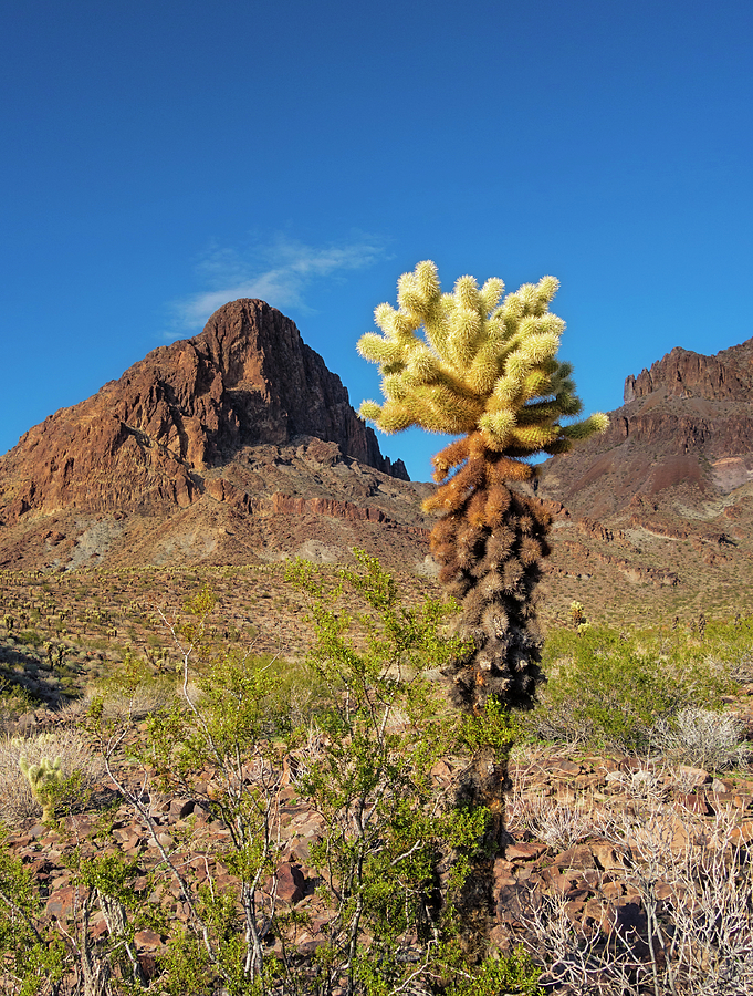 Boundary Cone and Cholla Photograph by Loree Johnson