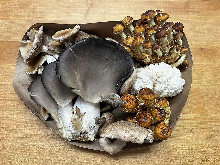 Bountiful Fungi Photograph by Richard Reeve Bountiful Fungi Photograph by Richard Reeve