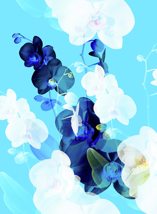 Flower Digital Art - Bouquet I by Lloyd Arbour