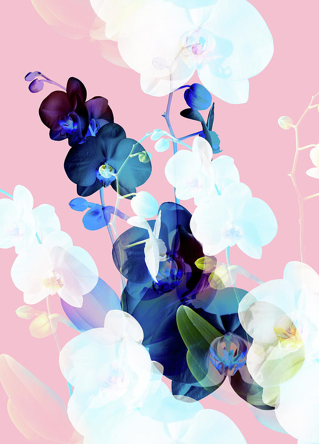 Flower Digital Art - Bouquet II by Lloyd Arbour