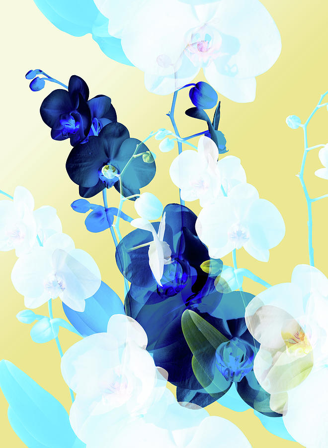 Flower Digital Art - Bouquet III by Lloyd Arbour Flower Digital Art - Bouquet III by Lloyd Arbour