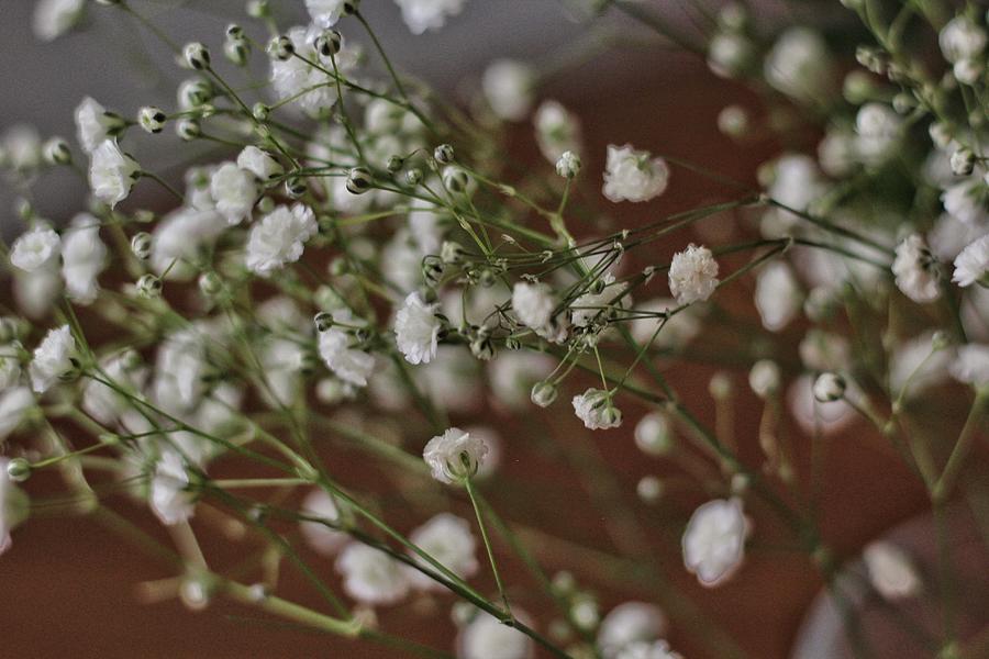 White Flowers Photograph - Bouquet of Babys Breath by Tamara Cruz