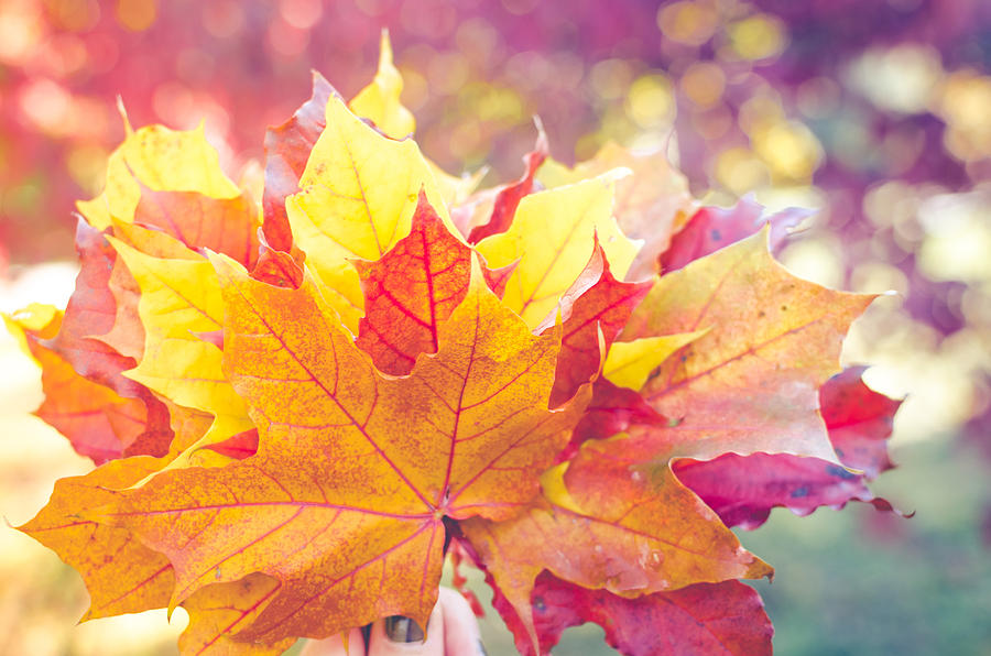 Bouquet of colorful autumn fallen leaves in a hand. Photograph by NelliSyr
