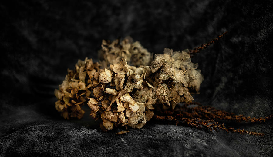 Bouquet of dried hydrangea flowers Photograph by MPhotographer