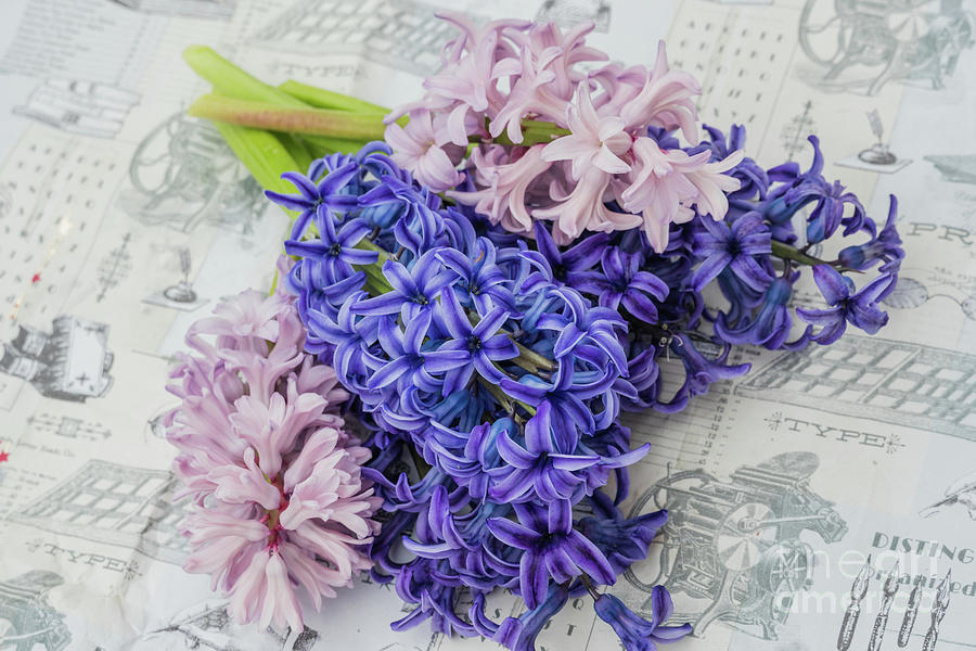 Bouquet of hyacinths Photograph by Claudia M Photography